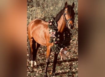 Welsh-C, Merrie, 8 Jaar, 132 cm, Bruin