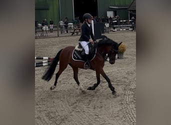 Welsh-C, Merrie, 8 Jaar, 132 cm, Bruin