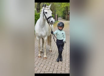 Welsh-C Mix, Merrie, 8 Jaar, 135 cm, Schimmel