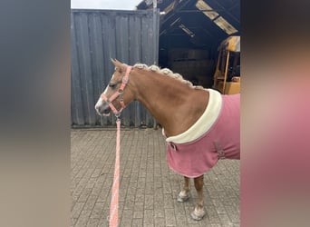 Welsh-C, Merrie, 9 Jaar, 127 cm
