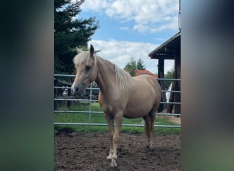 Welsh-C, Merrie, 9 Jaar, 130 cm, Palomino