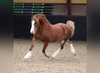 Welsh-C, Merrie, 9 Jaar, 130 cm, Vos
