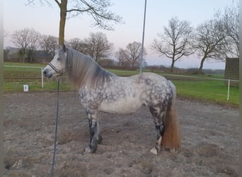 Welsh-C Mix, Merrie, 9 Jaar, 132 cm, Appelschimmel