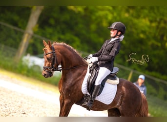 Welsh-C, Merrie, 9 Jaar, 132 cm, Donkere-vos