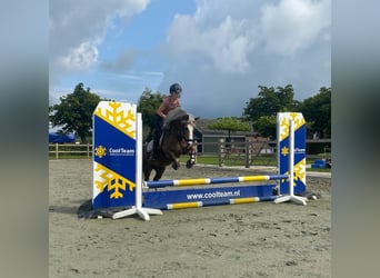 Welsh-C, Merrie, 9 Jaar, 134 cm, Vos