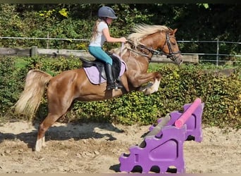 Welsh-C, Merrie, 9 Jaar, 137 cm, Vos