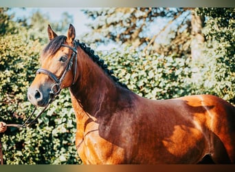 Welsh-C, Merrie, 9 Jaar, 138 cm, Donkerbruin