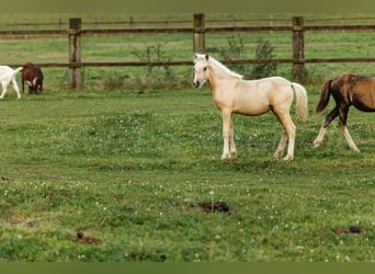 Welsh-C, Merrie, veulen (05/2024), 135 cm, Palomino