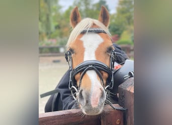 Welsh C (of Cob Type), Gelding, 10 years, 12.2 hh, Palomino