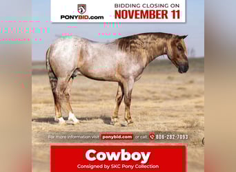 Welsh C (of Cob Type), Gelding, 10 years, 12,2 hh, Roan-Red