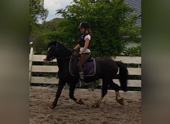 Welsh C (of Cob Type), Gelding, 10 years, 13.1 hh, Black