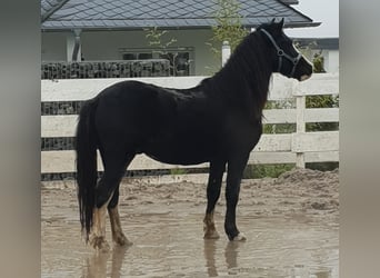 Welsh C (of Cob Type), Gelding, 10 years, 13,1 hh, Black