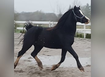 Welsh C (of Cob Type), Gelding, 10 years, 13,1 hh, Black