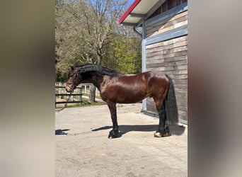 Welsh C (of Cob Type), Gelding, 10 years, 14.2 hh, Bay-Dark
