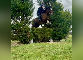 Welsh C (of Cob Type), Gelding, 11 years, 12,2 hh, Bay