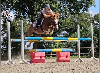 Welsh C (of Cob Type), Gelding, 11 years, 12,2 hh, Chestnut-Red