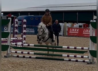 Welsh C (of Cob Type), Gelding, 11 years, 13,1 hh, Gray-Dapple