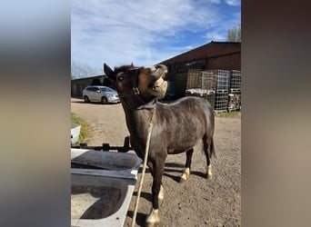 Welsh C (of Cob Type), Gelding, 12 years, 13.3 hh, Brown