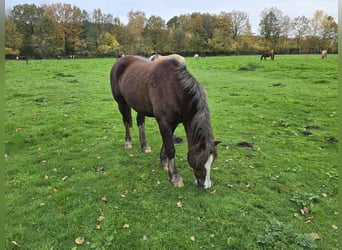 Welsh C (of Cob Type), Gelding, 12 years, Chestnut