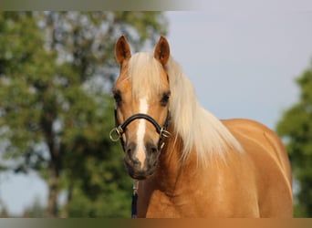 Welsh C (of Cob Type), Gelding, 13 years, 13,1 hh, Palomino