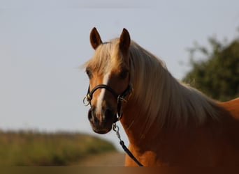 Welsh C (of Cob Type), Gelding, 13 years, 13,2 hh, Palomino