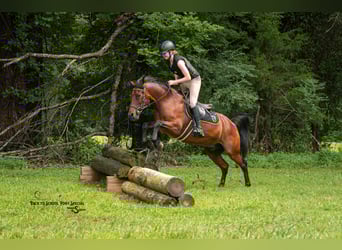 Welsh C (of Cob Type) Mix, Gelding, 13 years, 13,3 hh, Bay
