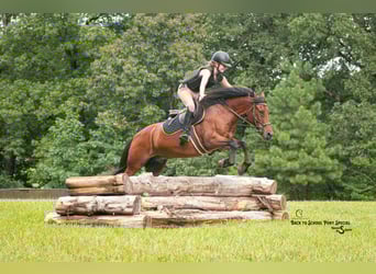Welsh C (of Cob Type) Mix, Gelding, 13 years, 13,3 hh, Bay