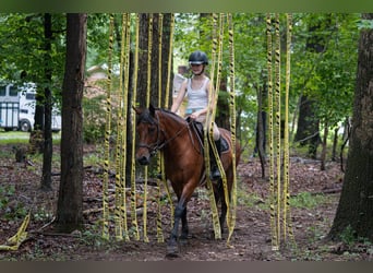 Welsh C (of Cob Type) Mix, Gelding, 13 years, 13,3 hh, Bay