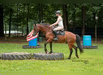 Welsh C (of Cob Type) Mix, Gelding, 13 years, 13,3 hh, Bay