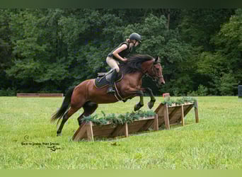 Welsh C (of Cob Type) Mix, Gelding, 13 years, 13,3 hh, Bay