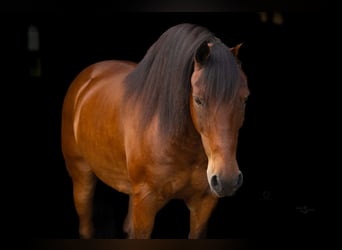 Welsh C (of Cob Type) Mix, Gelding, 13 years, 13,3 hh, Bay