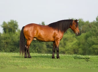 Welsh C (of Cob Type) Mix, Gelding, 13 years, 13,3 hh, Bay