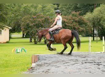 Welsh C (of Cob Type) Mix, Gelding, 13 years, Bay