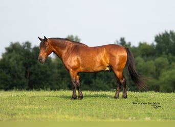 Welsh C (of Cob Type) Mix, Gelding, 13 years, Bay