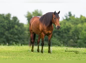 Welsh C (of Cob Type) Mix, Gelding, 13 years, Bay