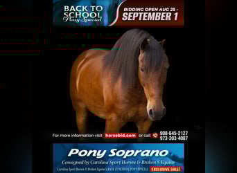 Welsh C (of Cob Type) Mix, Gelding, 13 years, Bay