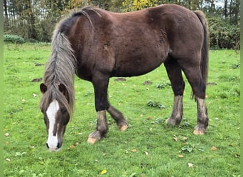 Welsh C (of Cob Type), Gelding, 13 years, Chestnut