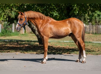 Welsh C (of Cob Type), Gelding, 16 years, 12,2 hh, Chestnut-Red