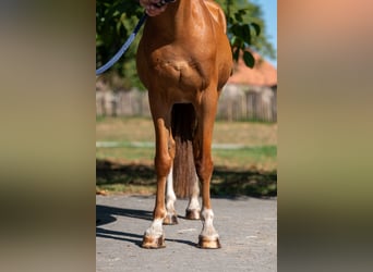 Welsh C (of Cob Type), Gelding, 16 years, 12,2 hh, Chestnut-Red
