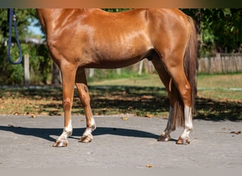 Welsh C (of Cob Type), Gelding, 16 years, 12,2 hh, Chestnut-Red