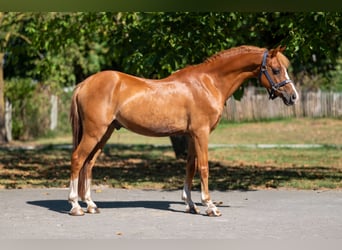 Welsh C (of Cob Type), Gelding, 16 years, 12,2 hh, Chestnut-Red