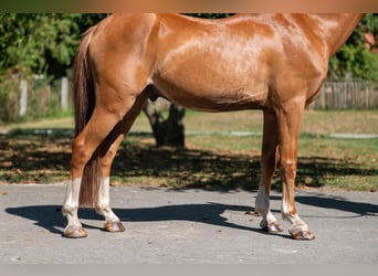 Welsh C (of Cob Type), Gelding, 16 years, 12,2 hh, Chestnut-Red