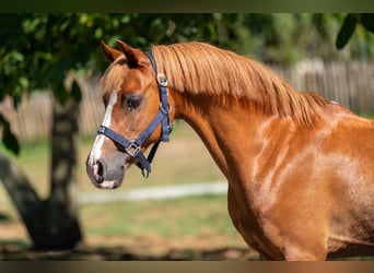 Welsh C (of Cob Type), Gelding, 16 years, 12,2 hh, Chestnut-Red