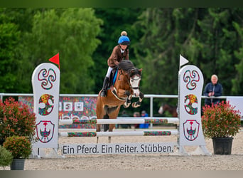 Welsh C (of Cob Type), Gelding, 16 years, 13.1 hh, Brown