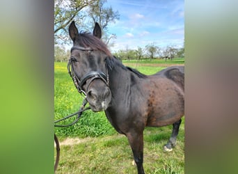 Welsh C (of Cob Type), Gelding, 18 years, 13.2 hh, Black