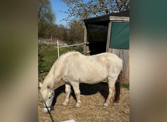 Welsh C (of Cob Type) Mix, Gelding, 22 years, 13.2 hh, Grey