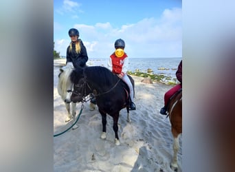 Welsh C (of Cob Type) Mix, Gelding, 23 years, 12,2 hh, Black