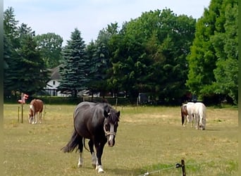 Welsh C (of Cob Type) Mix, Gelding, 23 years, 12,2 hh, Black