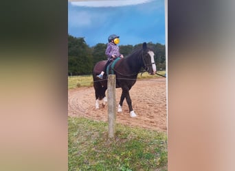 Welsh C (of Cob Type) Mix, Gelding, 23 years, 12,2 hh, Black