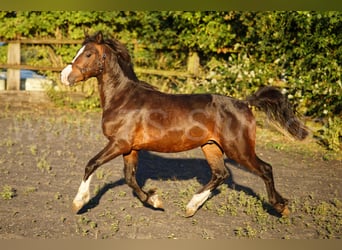 Welsh C (of Cob Type), Gelding, 2 years, 13.2 hh, Brown